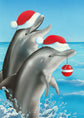 Christmas Dolphins 05394